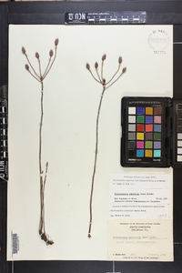 Rhododendron atlanticum image