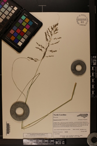 Eragrostis curvula image