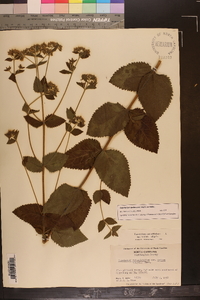 Eupatorium pubescens image