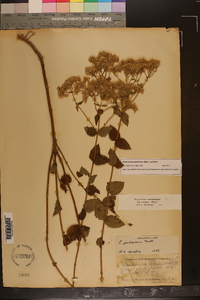 Eupatorium pubescens image