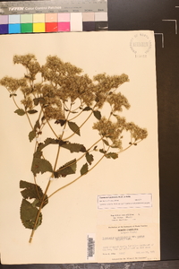 Eupatorium pubescens image