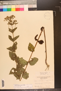 Eupatorium pubescens image