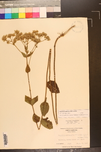 Eupatorium pubescens image