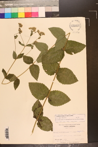 Eupatorium pubescens image