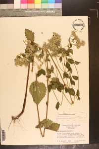 Eupatorium pubescens image