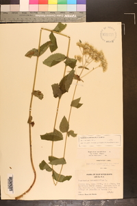 Eupatorium pubescens image