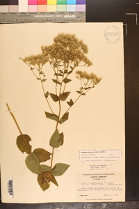 Eupatorium pubescens image