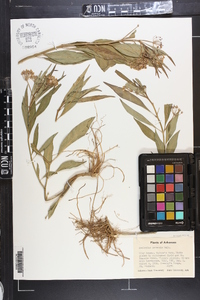 Asclepias perennis image