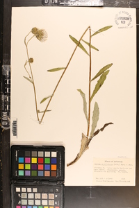 Cirsium carolinianum image