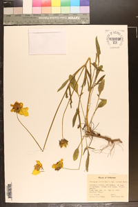 Coreopsis lanceolata image