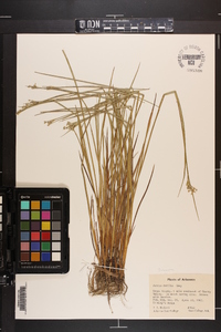 Juncus debilis image