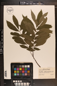 Carya aquatica image
