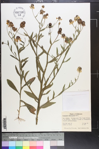 Helenium flexuosum image