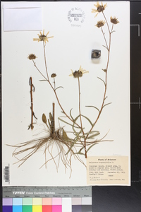 Helianthus angustifolius image