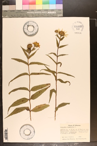 Helianthus divaricatus image