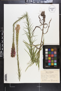 Liatris pycnostachya image