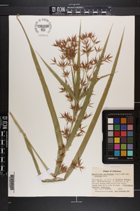 Rhynchospora corniculata image