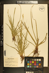 Carex cherokeensis image