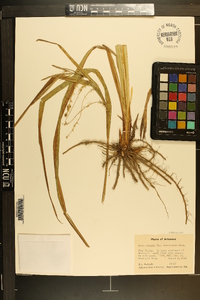 Carex crinita var. brevicrinis image