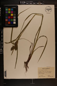 Carex louisianica image