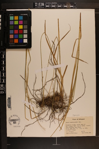 Carex leavenworthii image