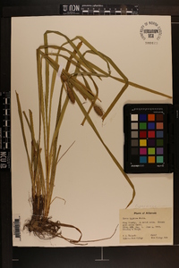 Carex typhina image