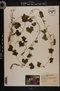 Melothria pendula image