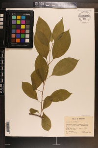 Celastrus scandens image