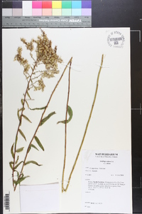 Solidago odora var. odora image