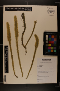 Lycopodiella alopecuroides image