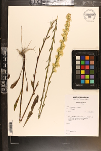 Solidago stricta image