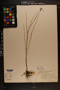 Cuthbertia ornata image