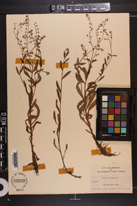 Myosotis laxa subsp. laxa image