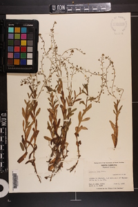 Myosotis laxa subsp. laxa image