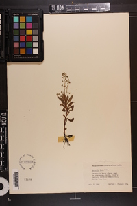 Myosotis laxa subsp. laxa image