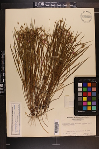 Cuthbertia graminea image