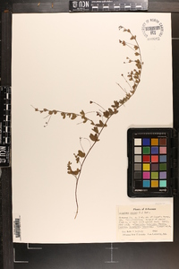 Lespedeza repens image