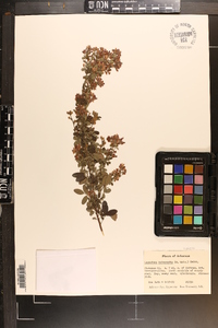 Lespedeza intermedia image