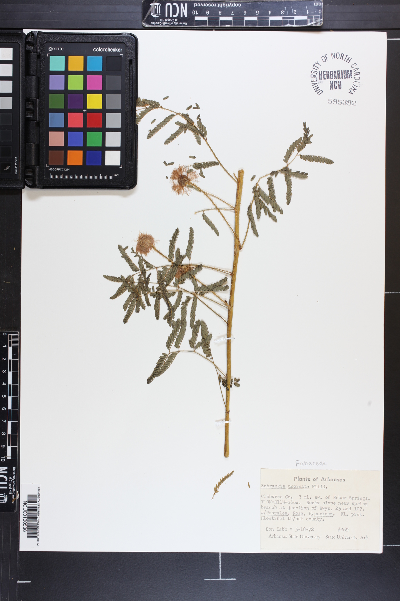 Mimosa uncinata image