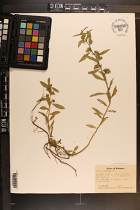 Hydrolea uniflora image