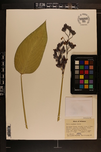 Thalia dealbata image