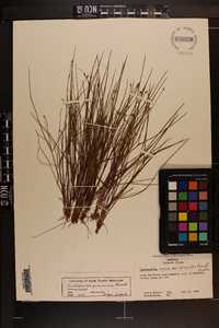 Cuthbertia graminea image