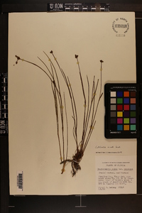 Cuthbertia ornata image