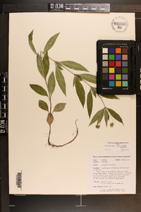 Lysimachia lanceolata image