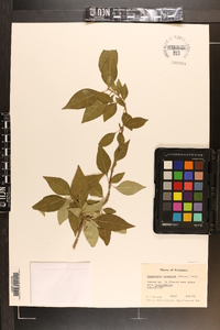 Forestiera acuminata image