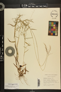 Dichanthelium dichotomum var. nitidum image