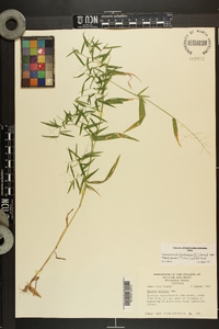 Dichanthelium dichotomum var. ramulosum image