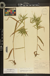 Dichanthelium dichotomum var. nitidum image