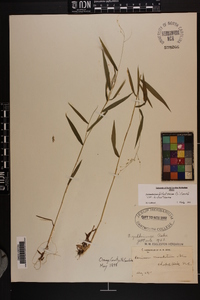 Dichanthelium dichotomum var. dichotomum image