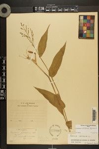 Dichanthelium latifolium image